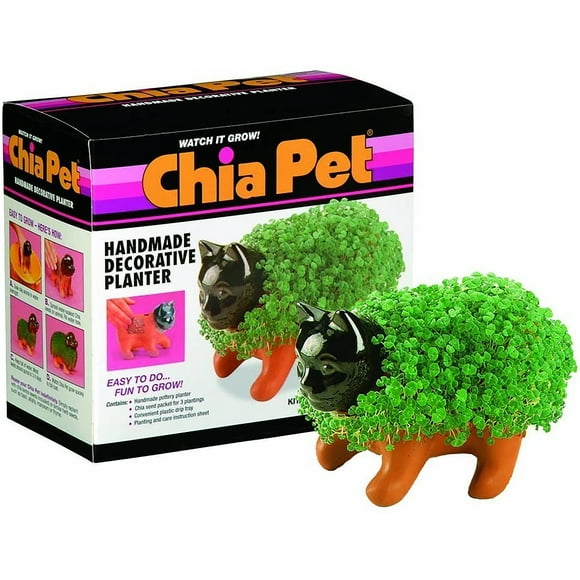 Kitten Chia Pet