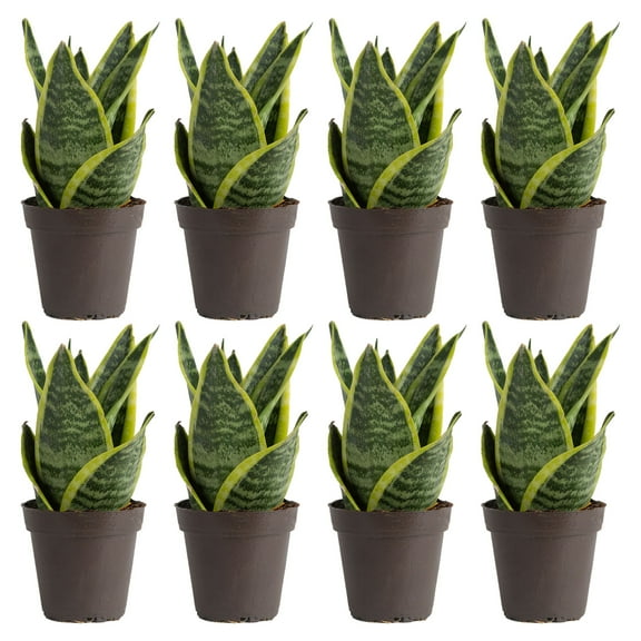 Costa Farms 8" Tall Exotic Angel Snake Plant Bright Indirect Sunlight, Live House Plants, 8-Pk
