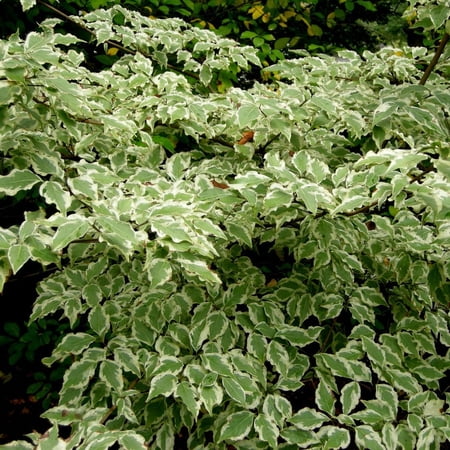 Pixies Gardens Wolf Eye Kousa Dogwood Tree 1 Gallon Set of Two