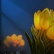 thumbnail image 3 of Tulips Artificial Flowers With Led Light, 3 of 3