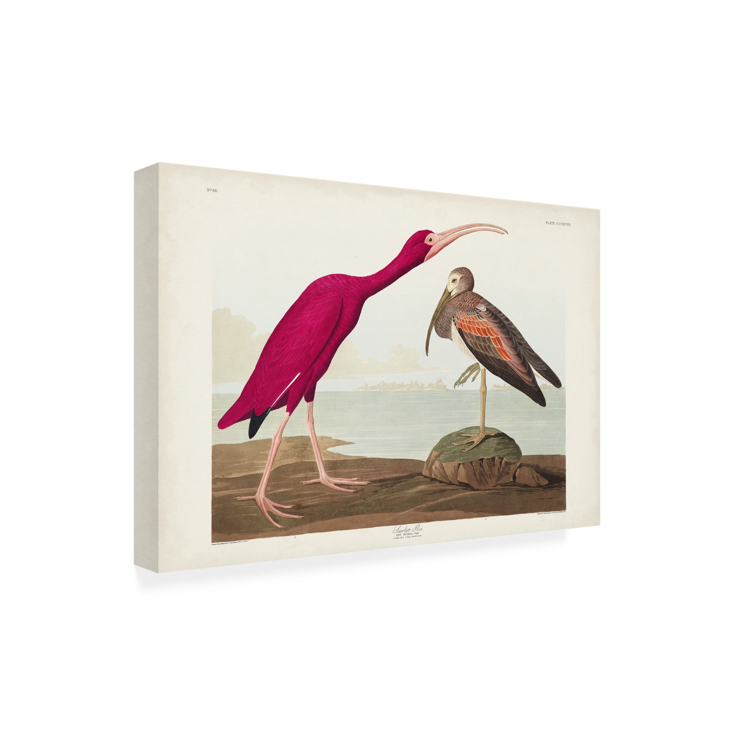 John James Audubon 'Scarlet Ibis' Canvas Art