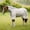 Silver (Navy/White/Beige Trim), variant on Horseware Ireland Rambo Protector Plus Fly Sheet Silver/Navy 69
