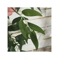 thumbnail image 4 of Dragonus 1.65M Artificial Ivy Leaf Garland Plant Vine Fake Foliage Flower Rattan Decor, 4 of 4