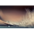 thumbnail image 2 of Doronin, Dmitry 14x11 White Modern Wood Framed Museum Art Print Titled - Stories of Drops, 2 of 4