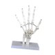thumbnail image 5 of Modelo de articulación humana, herramienta de enseñanza para entrenamiento médico, esqueleto realista educativo. Mano, 5 of 9