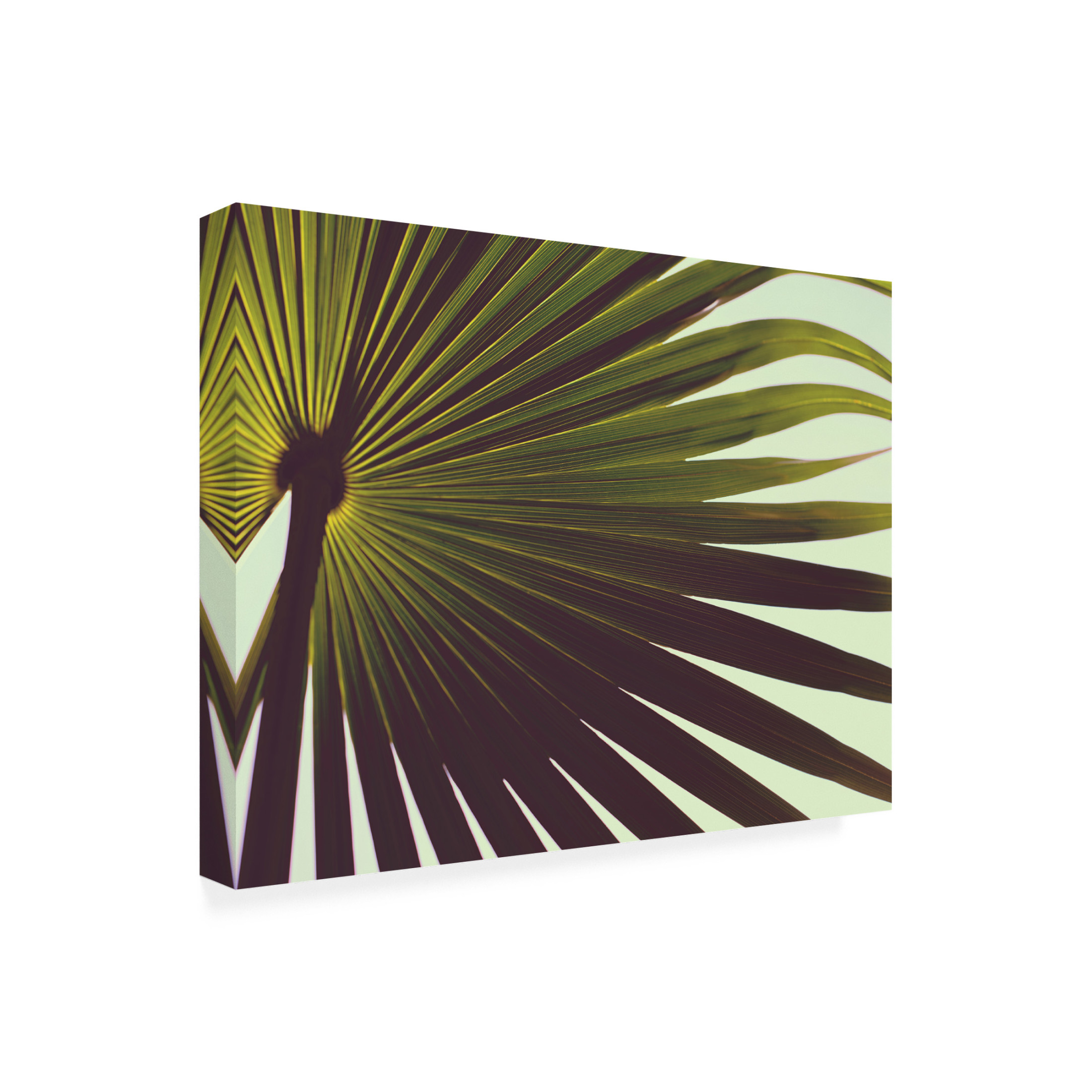 Trademark Fine Art Tim Mossholder Palm Textures Canvas Wall Art