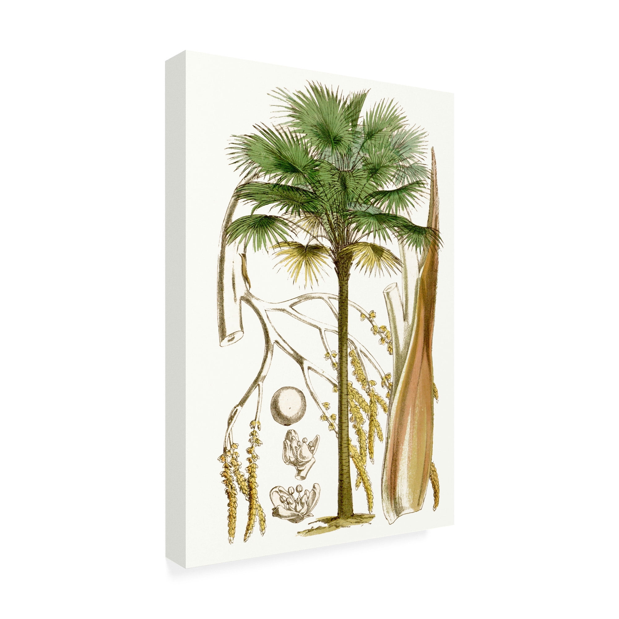 Trademark Fine Art 'Curtis Palms I' Canvas Art by Curtis