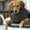 Dark Gray, variant on SIfdSeng Dog Hoodie for Large Dogs Pitbulls Autumn and Winter Cute Pet Clothes Pet Dog Thick Warm Clothing Supplies Dog Clothes for Small Dogs Female Dog Hoodies for Medium Dogs Boy