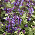 thumbnail image 3 of Catnip Herb Plant 7'' Tall in 3.5" Pot, Perennial Herb Ready to Plant Outdoor, 3 of 5