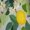 BDQ-4643, variant on Lemon Pattern Sleeveless Dress Loose Women's Dress Dresses Luxury Evening Dresses