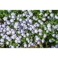 thumbnail image 2 of 750 FIVE SPOT Nemophila Maculata White & Purple Flower Seeds, 2 of 9