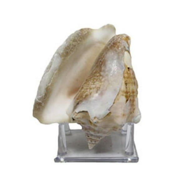 U.S. Shell 08030 Conch with Stand, Milk