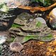 thumbnail image 5 of Ramp Kathson Turtle - Plataforma para tomar el sol (18 x 16 x 7 cm), color verde, 5 of 6