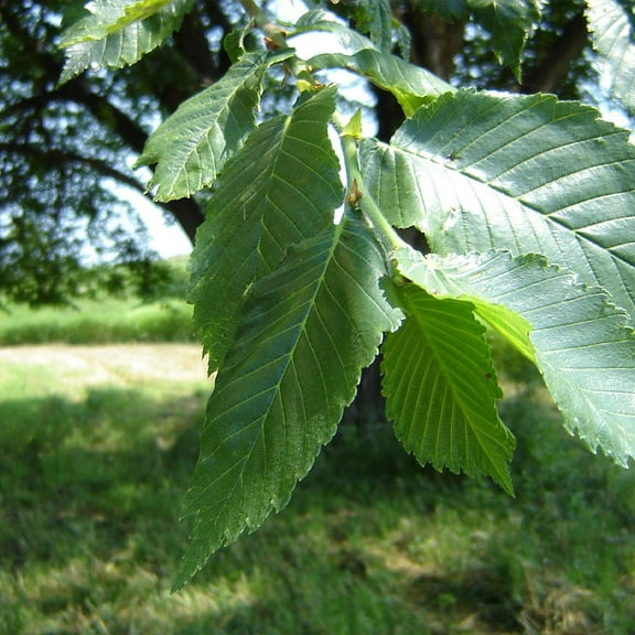 Brighter Blooms - Prairie Expedition® Elm Tree, 6-7 ft. - No Shipping to AK, AZ, HI