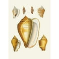 thumbnail image 2 of Heinrich Carl Küster 18x24 Black Ornate Framed Double Matted Museum Art Print Titled: The Wing Snails (Strombea) Pl.07 (1845), 2 of 5