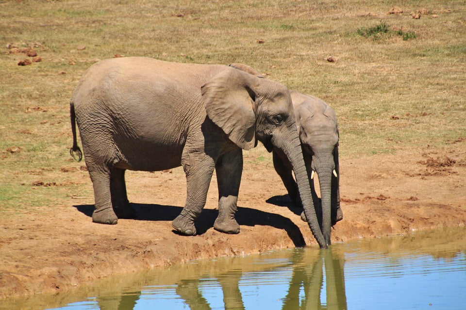 Animals Elephant Africa African Bush Elephant-20 Inch By