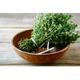 thumbnail image 5 of 1000 THYME Common, English, German, French, Garden, or Winter Thymus Vulgaris Herb Flower Seeds, 5 of 11