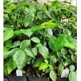 thumbnail image 7 of Greenwood Nursery Ouachita Thornless Blackberry Live Plant, 10 x 3.5 Pot, Zones 5-9, Full Sun Fruit Bush, 7 of 7