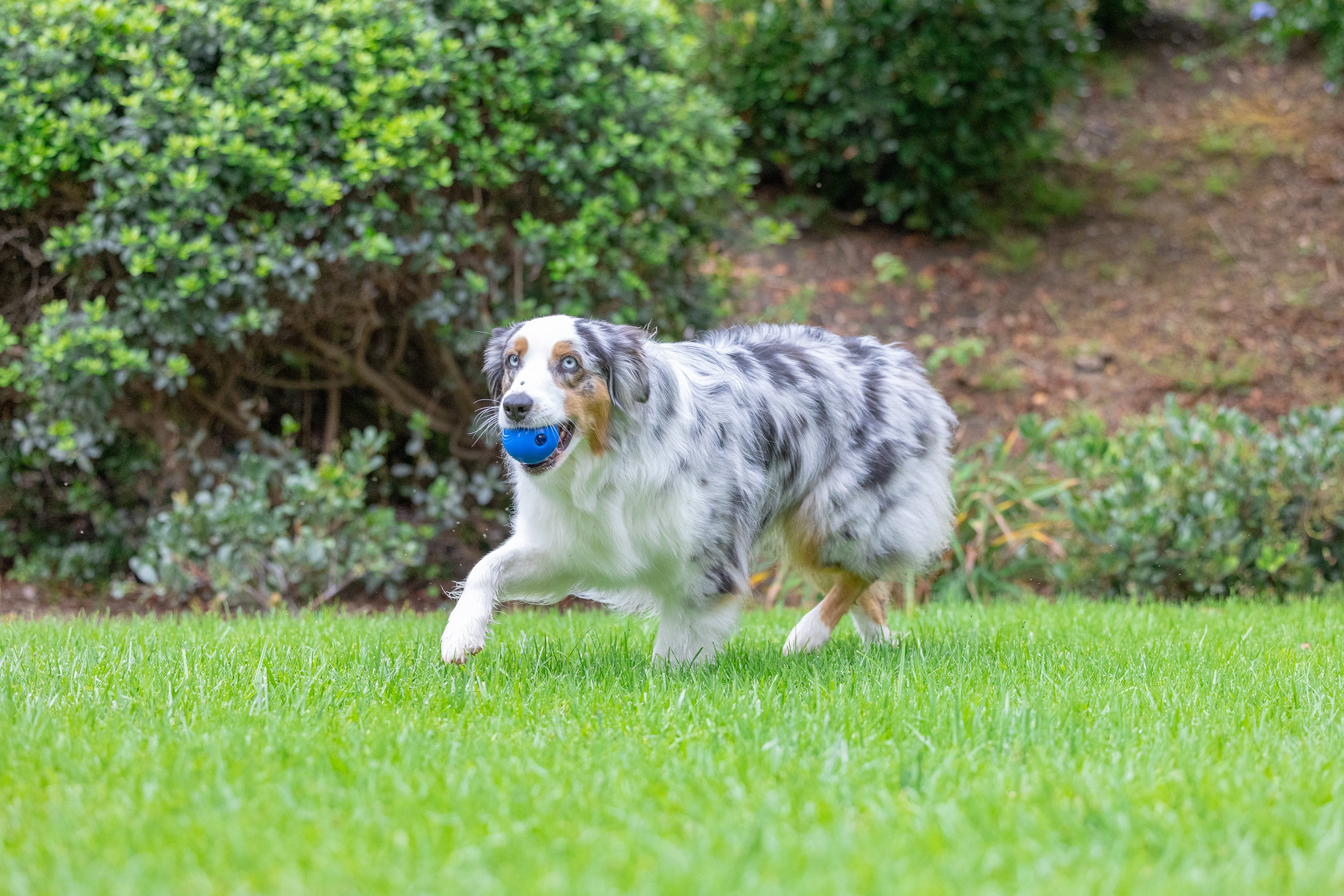 Chuckit! Crunch Ball Rubber Dog Ball Fetch Dog Toy, Blue, Medium 2.5", Pack of 1