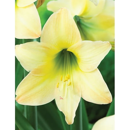 - Yellow Rascal Sonatini Amaryllis Bulb - 14/16 cm Bulb