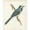 thumbnail image 2 of Morris 15x18 White Modern Wood Framed Museum Art Print Titled - Morris White Wagtail, 2 of 4