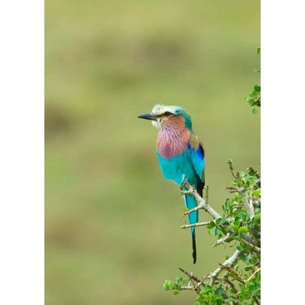 Kenya Masai Mara Lilac Breasted Roller Bird Stretched Canvas Jaynes Gallery Danitadelimont 25 X 34 Walmart Com Walmart Com