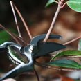 thumbnail image 4 of 60.23 Secateurs 23 cm Hollow Branches STAINLESS STEEL, 4 of 5