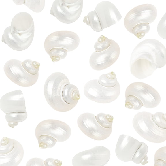 1 Box 20Pcs Spiral Sea Shells Natural White Shells No Hole Spiral Turbo Hermit Crab Seashells