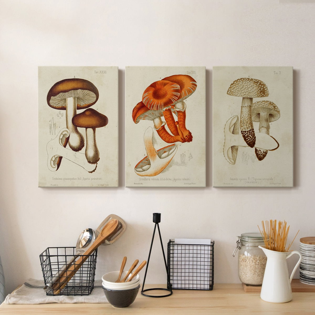 Mushroom Varieties VI Premium Gallery Wrapped Canvas - Ready to Hang - 40 x 60 Each