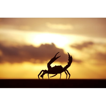 Mexico Cabo San Lucas Crab Walking On Railing In Sunset Baja California Sur Stretched Canvas - Larry Dale Gordon  Design Pics (18 x