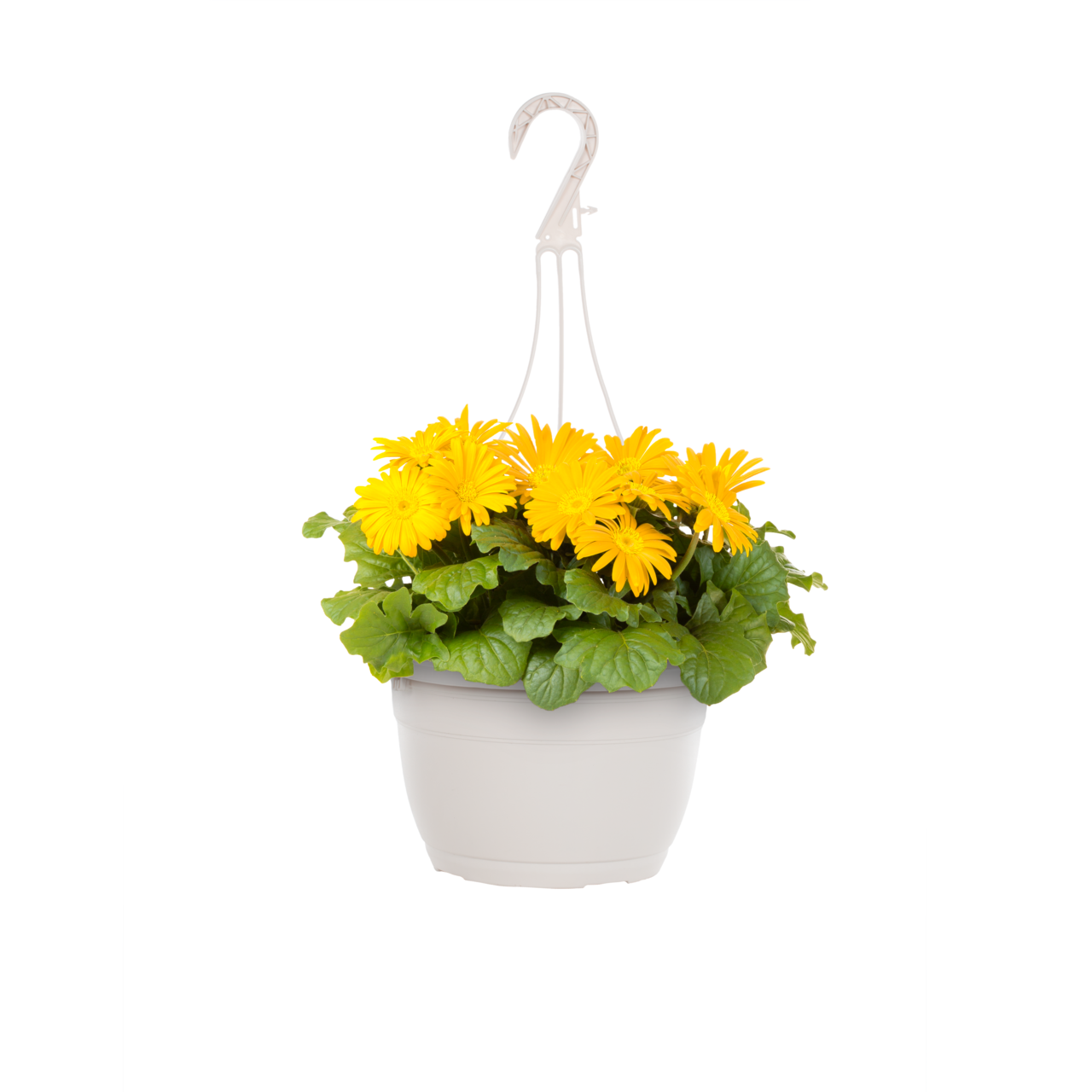Expert Gardener 6" Yellow Gerbera Daisy Live Plant Hanging Basket