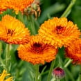 thumbnail image 4 of 50+ Seeds| Pink Surprise Calendula Flower Seeds [BUY 3 GET 1 FREE] #H005, 4 of 5