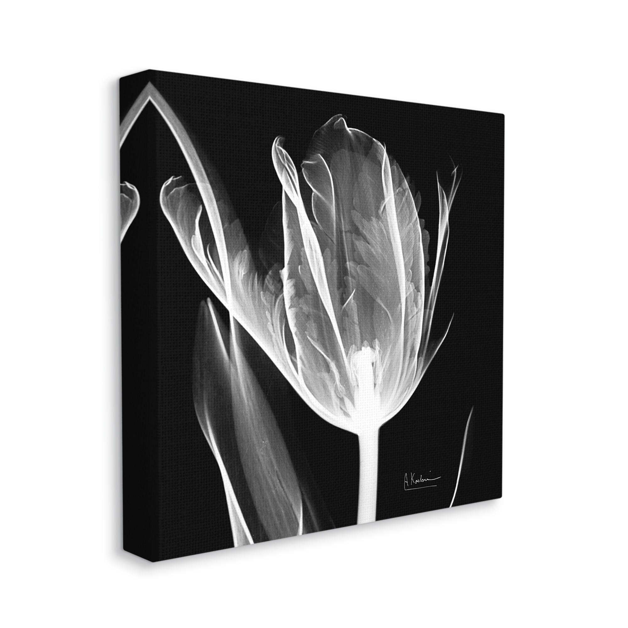 Stupell Industries Flower X-Ray on Black Botanical & Floral Photography Gallery Wrapped Canvas Print Wall Art, 30 x 30