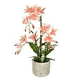 thumbnail image 1 of Vickerman 19" Orange Cycnoches in Pot - FN190602, 1 of 2