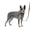 Black, variant on PetSafe Easy Walk Comfort No-Pull Dog Harness, 5 Adjustement points, XS, Green