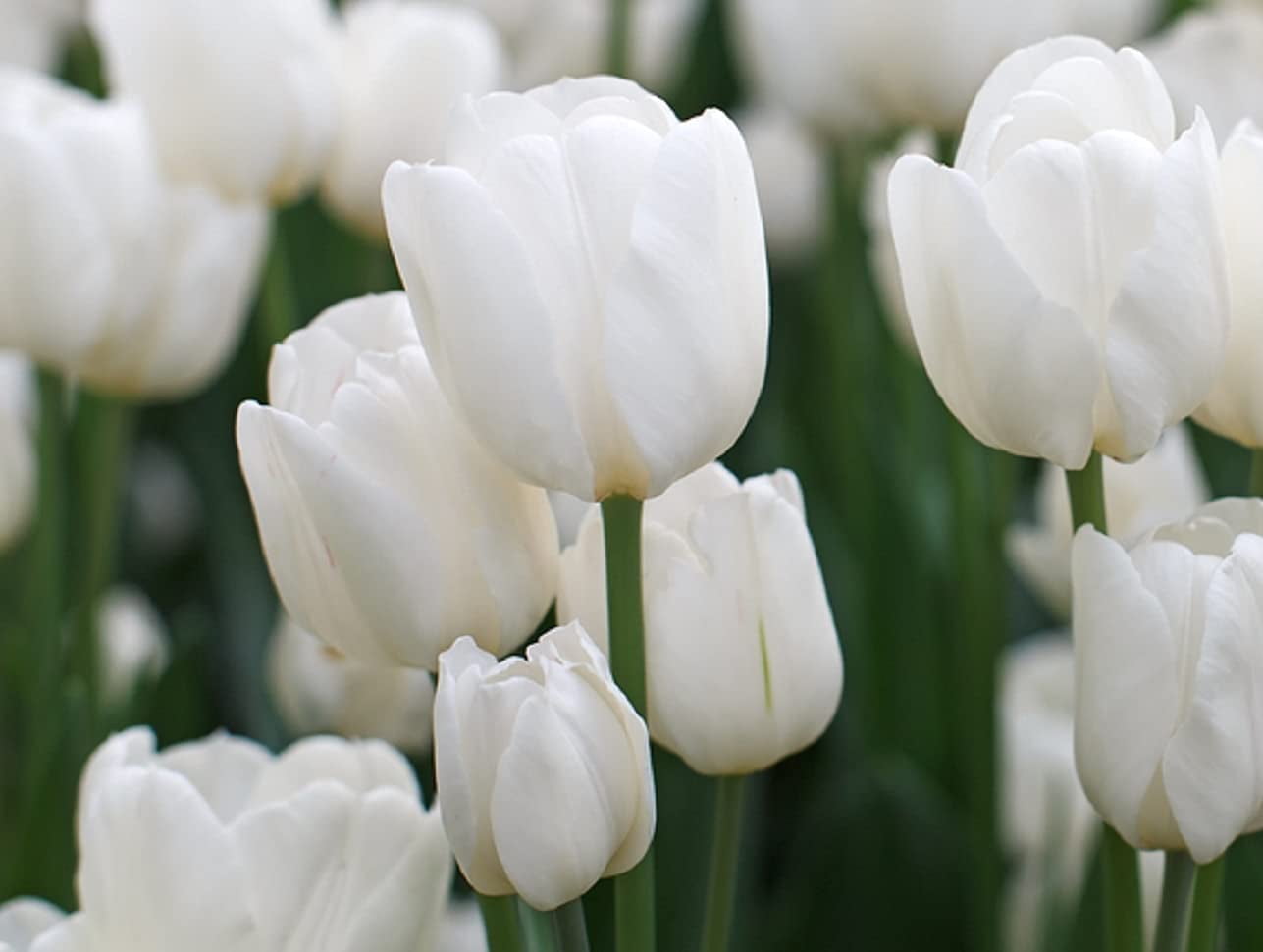 10 White Tulip Bulbs for Planting - Easy to Grow - Made in USA, Ships ...