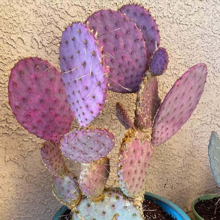 Purple Prickly Pear Santa Live Plant, Cactus Succulent Live Plant, 3.5 inch  Pot for Indoor Planting - Walmart.com
