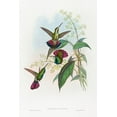 thumbnail image 2 of Gould, John 11x14 White Modern Wood Framed Museum Art Print Titled - Lampornis prevosti, 2 of 4