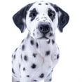 thumbnail image 2 of Hi-Line Gift Ltd Sitting Dalmation Dog, 20.5-inch Height, 2 of 2
