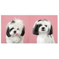 thumbnail image 3 of Puppy Styled: Japanese Dog Grooming: Before &amp; After, (Hardcover), 3 of 5