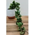 thumbnail image 3 of Hoya Hindu Rope Plant - Live Plant in a 2 Inch Pot - Hoya Carnosa 'Compacta - Indoor Houseplants Straight from The Nursery, 3 of 5