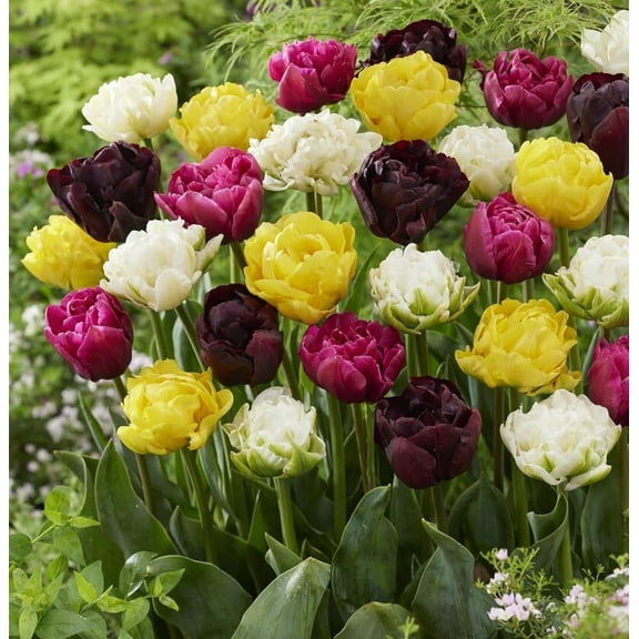 Double Tulip Mix Bulbs for Planting - Easy to Grow Perennial Tulips (10 Bulbs)