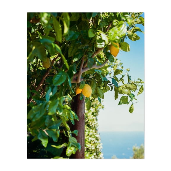 Amalfi Coast Lemons II - Amalfi Campania Italy Photography Lemon Fruit Botanical Garden Summer Nature Tropical Unframed Wall Art Print 4 x 6 inches