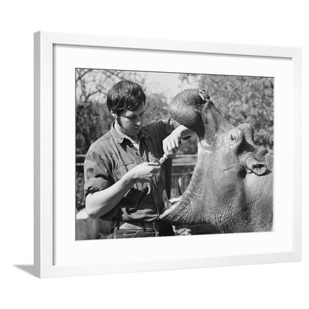 Open Wide! a Hippo Gets Ready to Have its Teeth Cleaned with a Toothbrush and Toothpaste! Framed Print Wall (Best Way To Get White Teeth At Home)