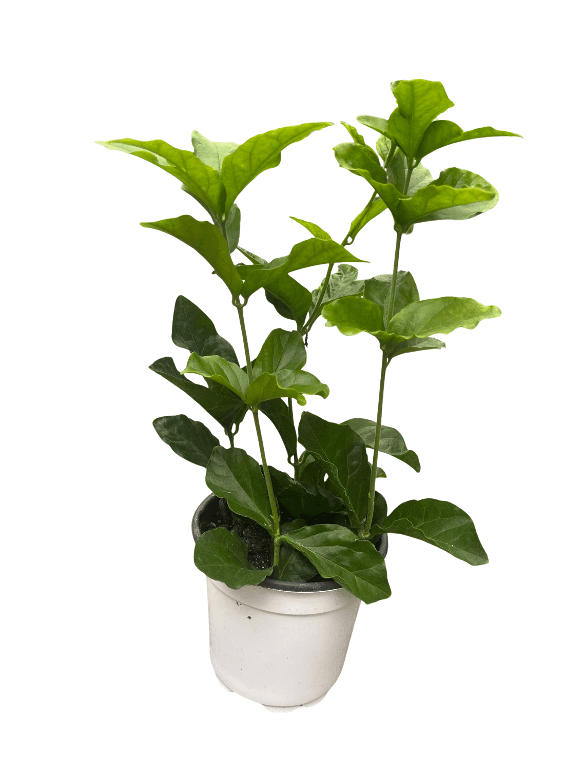 Grand Duke of Tuscany - Arabian Jasmine Plant - Triple Bloom- 4" Pot