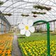 thumbnail image 4 of Rociador de riego de césped, estaca de aspersor de margaritas locas para jardín, juego de agua al aire libre para niños, herramienta de riego de jardín, 4 of 5