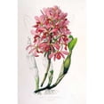 thumbnail image 2 of Orchid  Laelia Superbiens Poster Print by Augusta Withers, 2 of 2