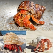 Sinkoo 5 Pcs Large Hermit Crab Shells Natural Sea Conch Size 2.8 - 3.9, Opening Size 1.5 - 2.5 Turbo Seashells for Hermit Crab Supplies and Beach Decoration Large Sea Shell