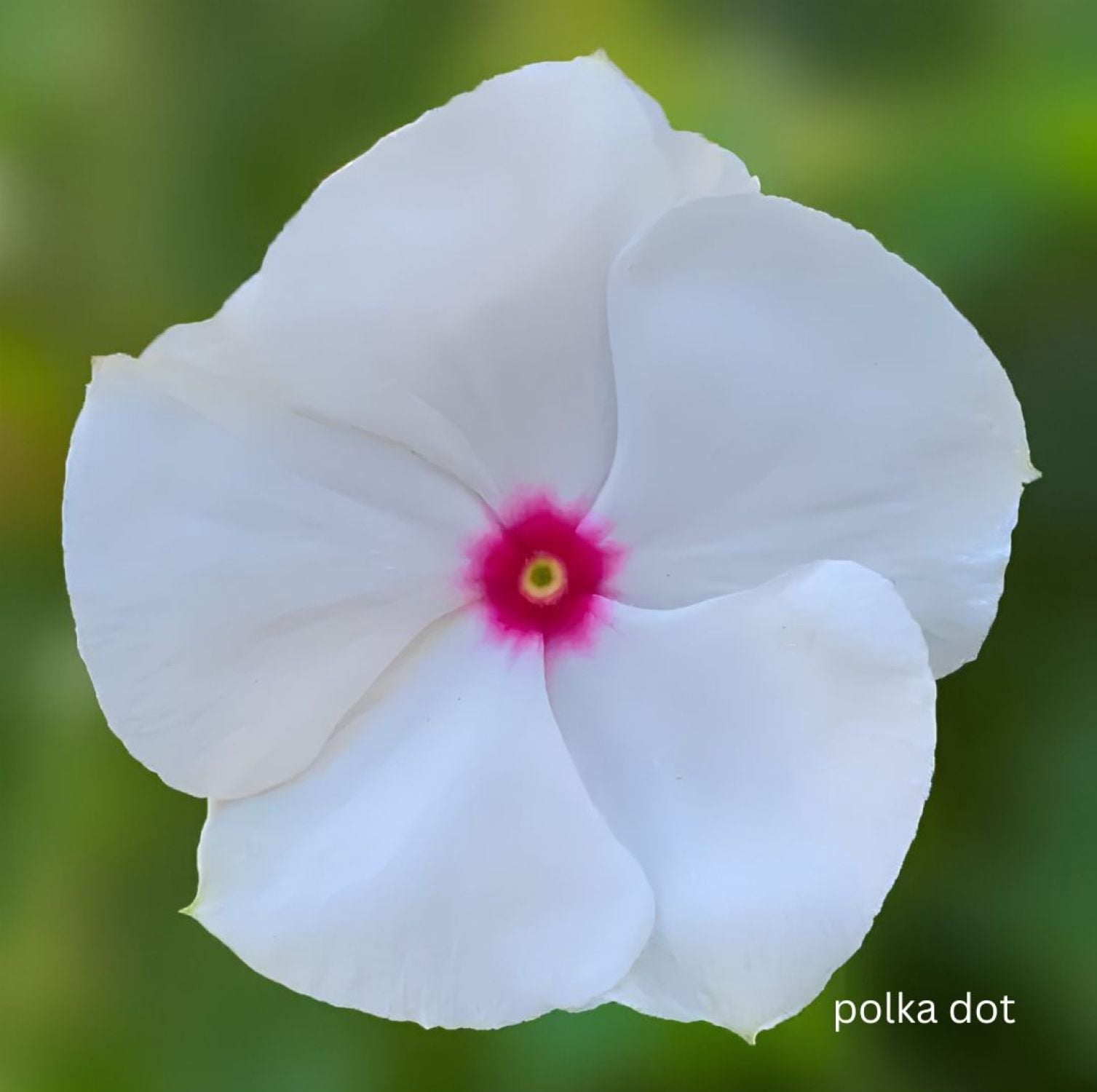 Expert Gardener Vinca Trailing Various Colors Hanging Basket, Outdoor Live Plants, Full Sun, Annual, 1.5 Gallon (1 Count Pack)