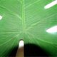 thumbnail image 3 of Artificial Green Plants Monstera Leaf Decor for Home Office Garden Green Home Decoration 15Pcs, 3 of 4